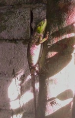 Polychrus marmoratus