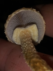 Leratiomyces squamosus