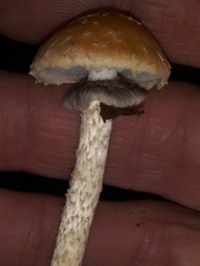 Leratiomyces squamosus