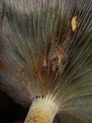 Leratiomyces squamosus