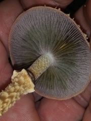 Leratiomyces squamosus