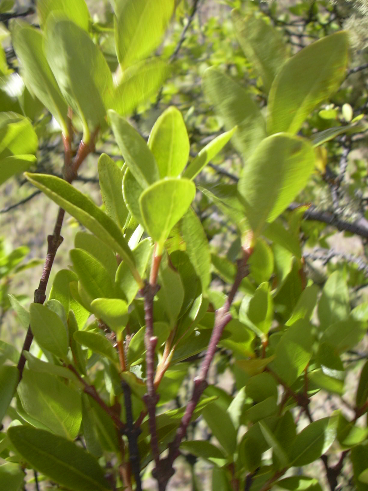 Wikstroemia monticola