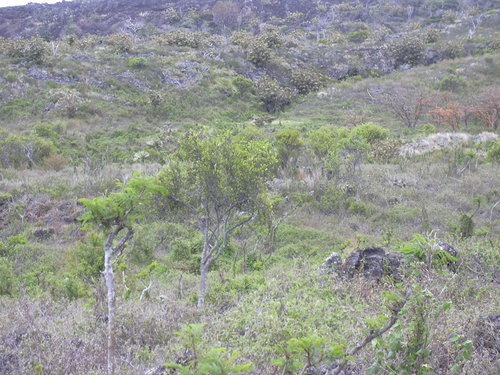 Wikstroemia monticola