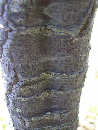 Wikstroemia monticola