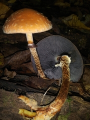 Leratiomyces squamosus