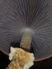 Leratiomyces squamosus