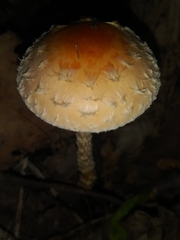 Leratiomyces squamosus