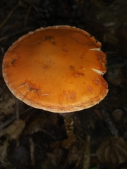 Leratiomyces squamosus