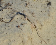 Holbrookia propinqua