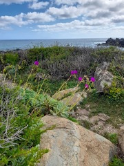 Cistanthe laxiflora