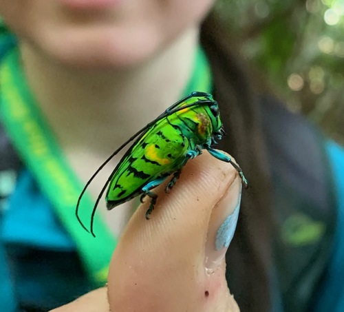 Sternotomis callais photographed in Equatorial Guinea