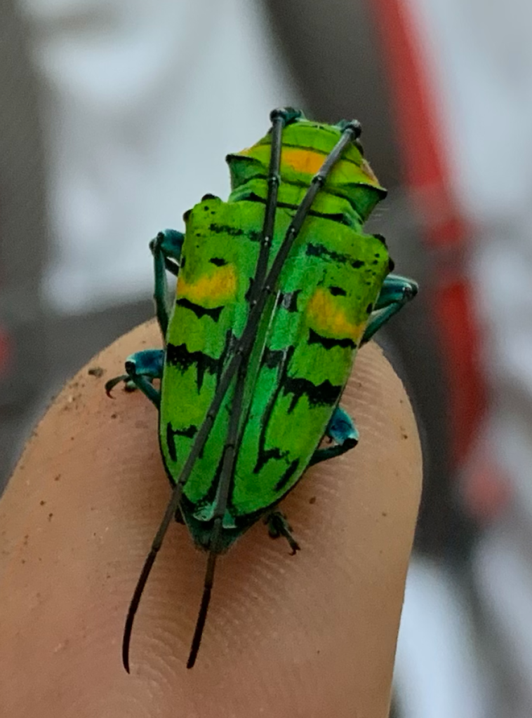 Sternotomis callais