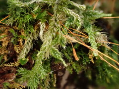 Herzogiella seligeri