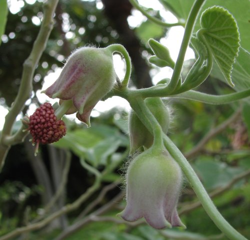 Hiddenpetal Indian Mallow (Abutilon eremitopetalum)