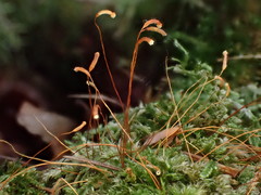 Herzogiella seligeri