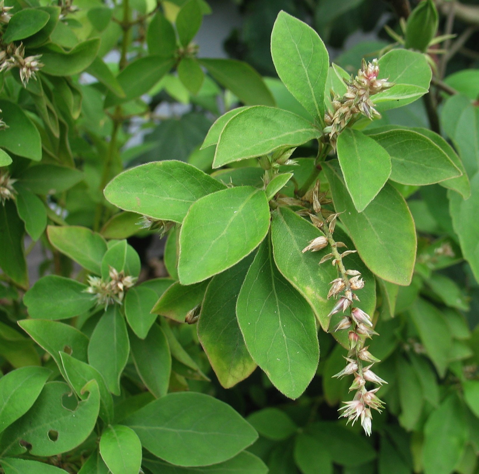 Achyranthes mutica