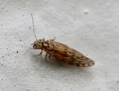 Philotarsidae