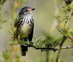 Anairetes flavirostris