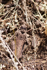 Asiotmethis muricatus