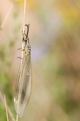 Deutoleon lineatus