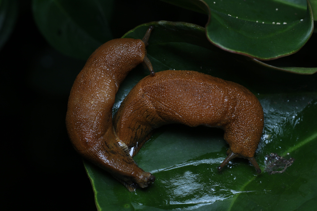 Mariaella