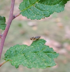 Thaumatomyia notata