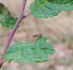 Thaumatomyia notata