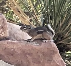 Ammospermophilus interpres