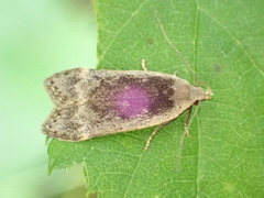 Anacampsis populella