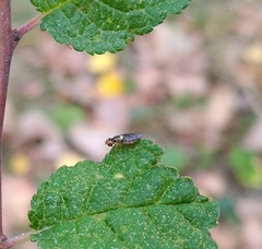 Thaumatomyia notata