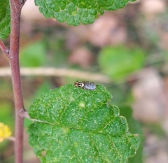 Thaumatomyia notata