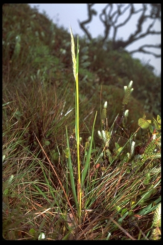 Hillegrand's reedgrass (Calamagrostis hillebrandii)