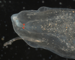 Rhynchomesostoma rostratum