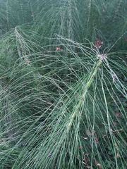 Equisetum telmateia telmateia
