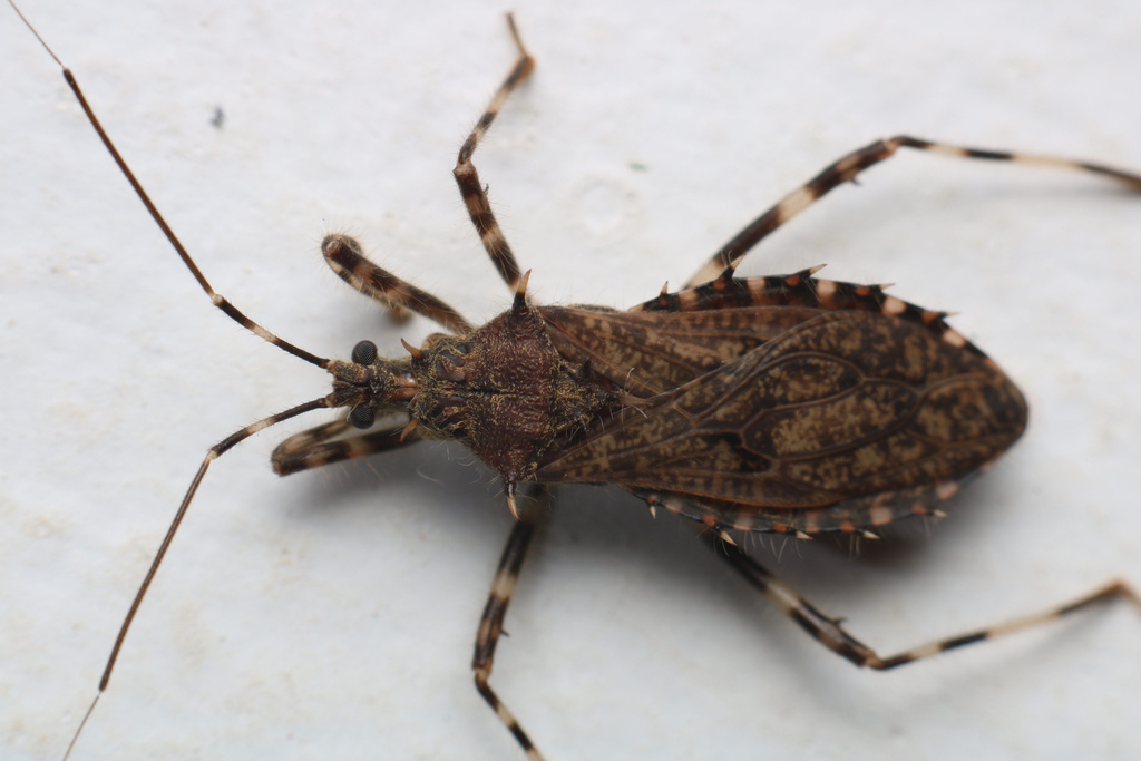 Petalocheirus