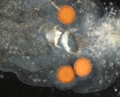 Rhynchomesostoma rostratum