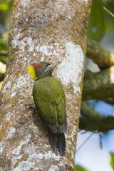 Picus chlorolophus