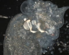 Rhynchomesostoma rostratum