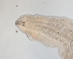 Rhynchomesostoma rostratum