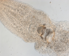 Rhynchomesostoma rostratum