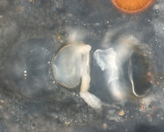 Rhynchomesostoma rostratum