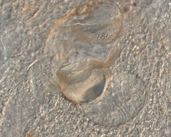 Rhynchomesostoma rostratum