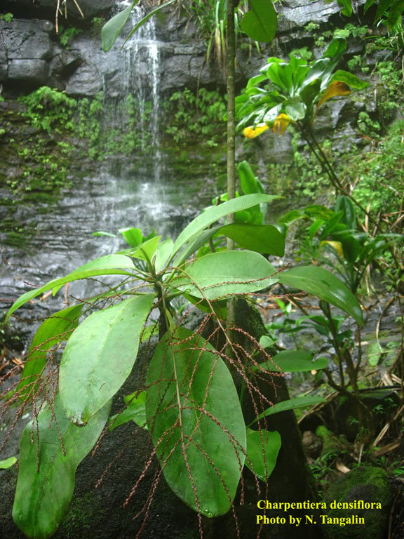 Charpentiera densiflora