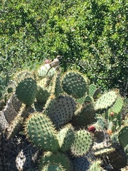 Campylorhynchus brunneicapillus anthonyi