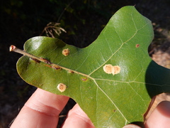 Polystepha pustuloides