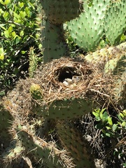 Campylorhynchus brunneicapillus anthonyi