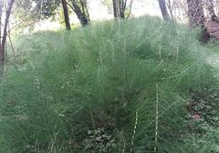 Equisetum telmateia telmateia