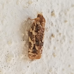 Choristoneura houstonana