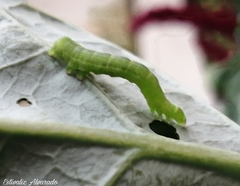 Trichoplusia ni