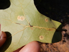 Polystepha pustuloides